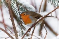 Cervenka obecna - Erithacus rubecula - European Robin 9079